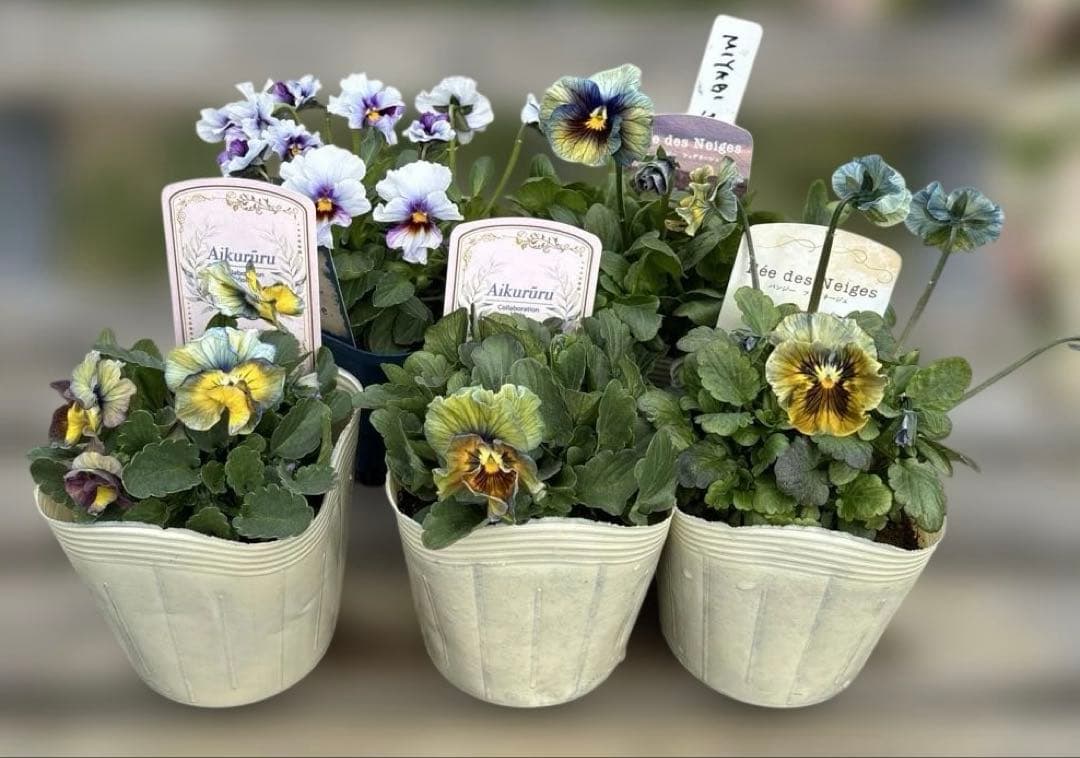 MIYABI様ご依頼品 計5苗 - メルカリ