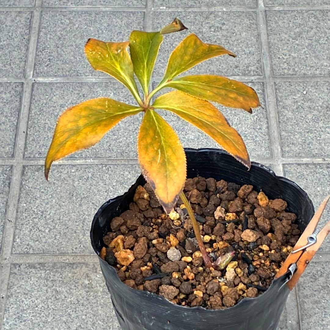 の*ん様 3319⭐️唯一無二⭐️超特殊⭐️白ブチ⭐️オーレア⭐️薄いフィルム的