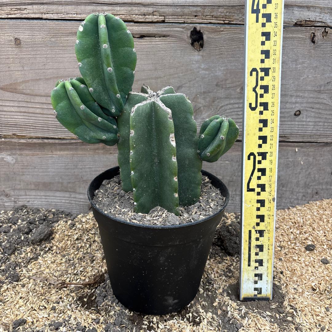 グ*ン様 売り切越冬済 シンボルツリーにどうぞ 柱サボテン 鬼面角