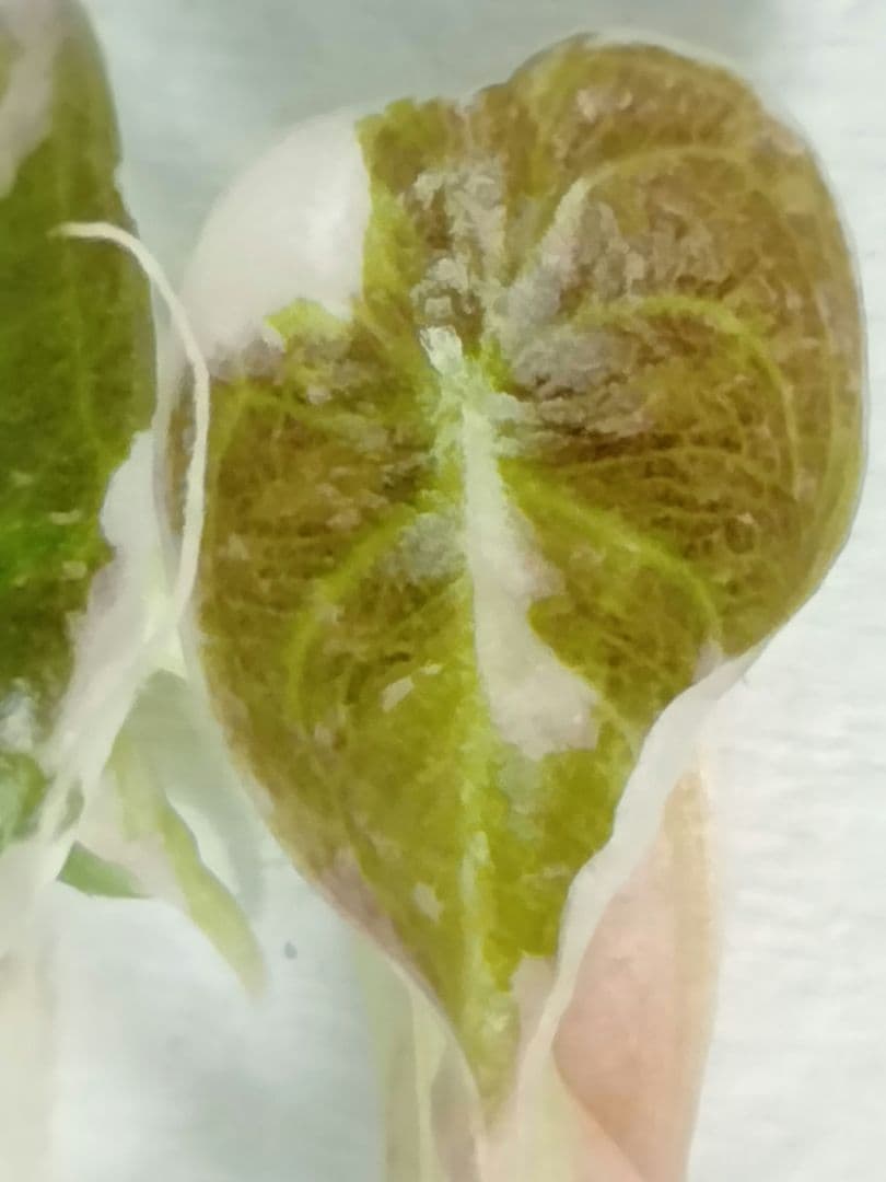 For ティファニー 1091BLACKBACK_jpg.jpg?v=