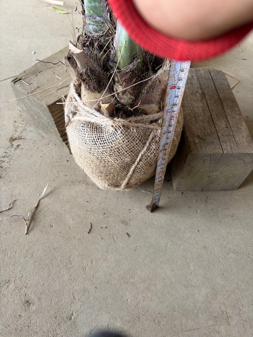 ココスヤシ 根鉢上から120cm - メルカリ