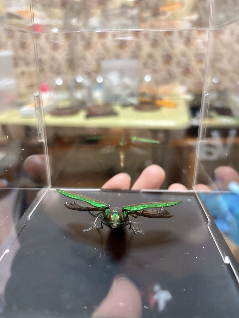 美しい昆虫標本 緑と金色 タマムシ - メルカリ