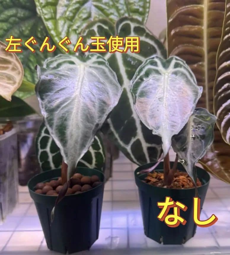 奇跡の天然鉱石「ぐんぐん玉」観葉植物用です。 - メルカリ
