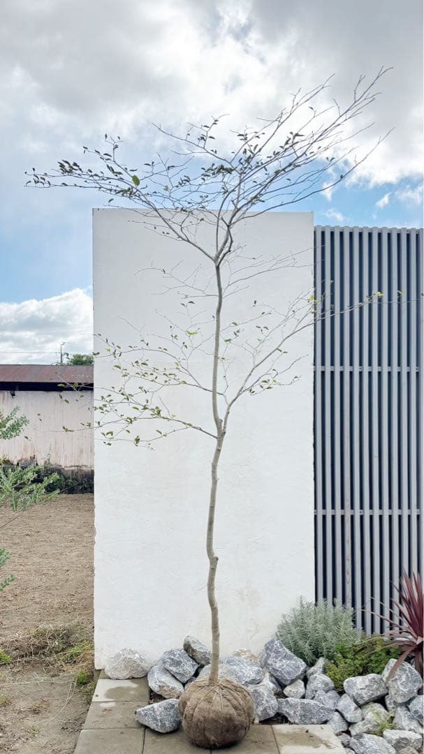 逸品。山採りアオハダ3.2M(鉢底から)