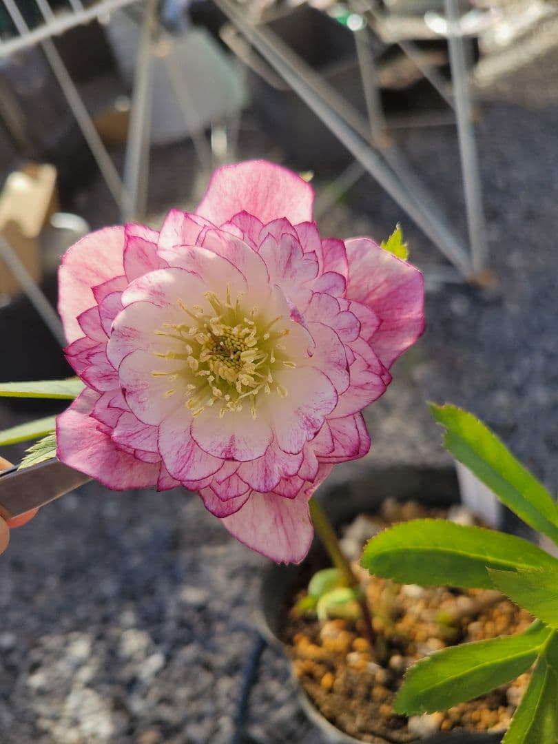 クリスマスローズ 最新花！sdキラメキ✩チョコレート 加藤農園