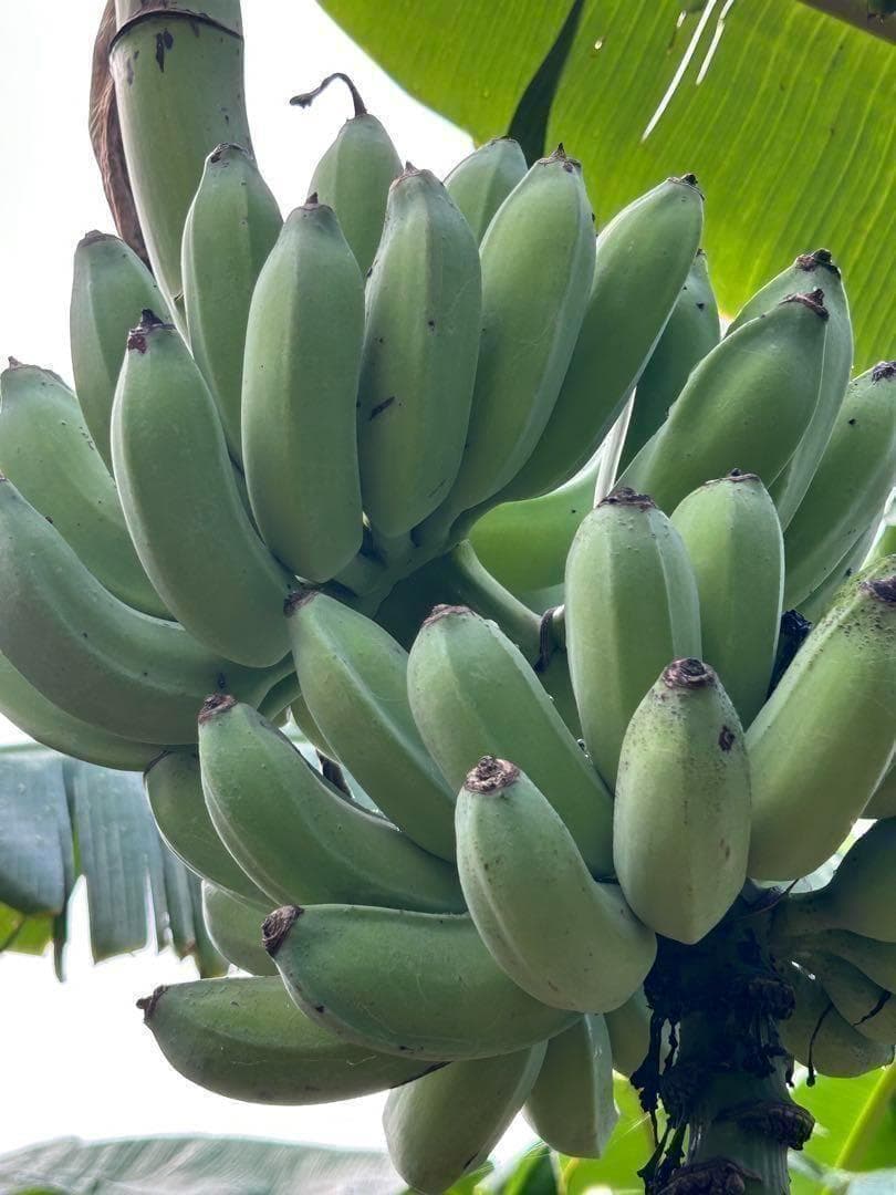 篠塚昭男様、専用出品◆５苗セット＝ヌアンジュンバナナ、100㎝同時梱包。