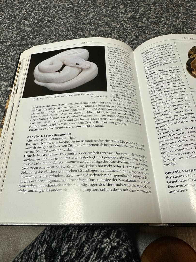 pychon regius pychon regius ボールパイソン図鑑 ボールパイソン図鑑