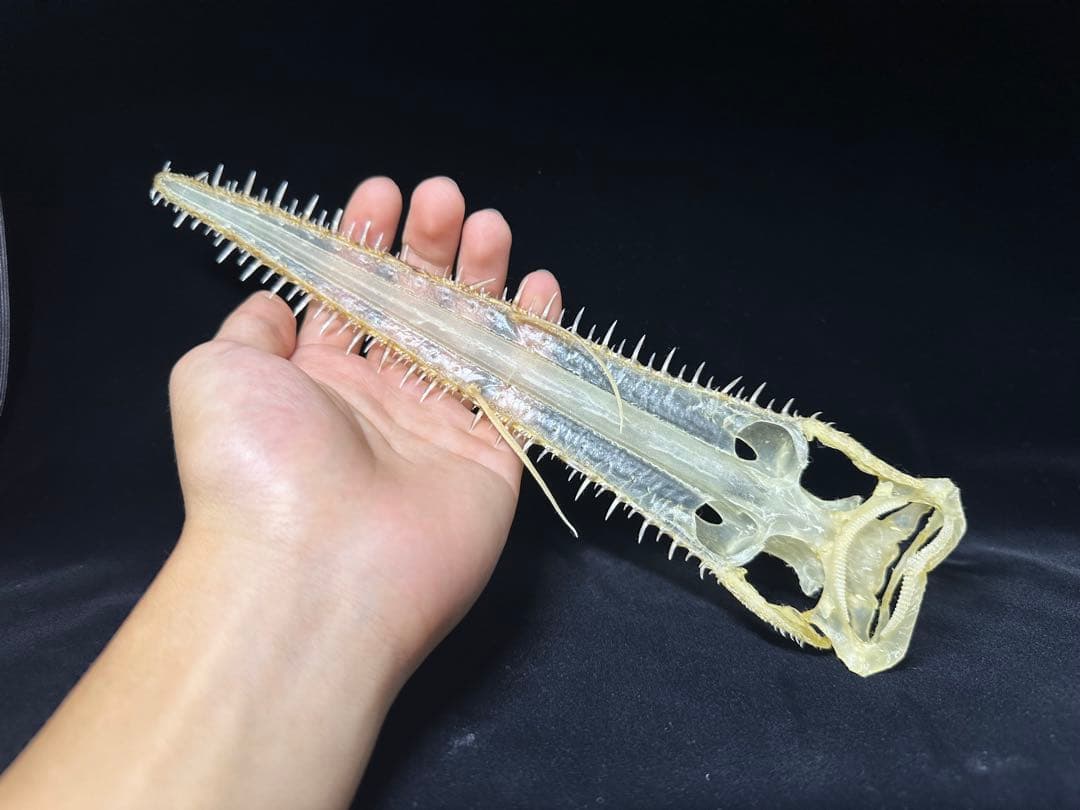 ノコギリザメ 骨格標本 標本解説③（ノコギリザメ）｜とある海洋学部生