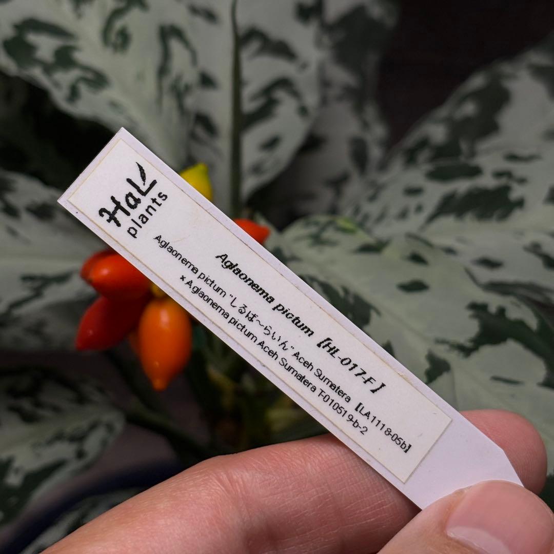 アグラオネマ ピクタム種1粒b2 - メルカリ