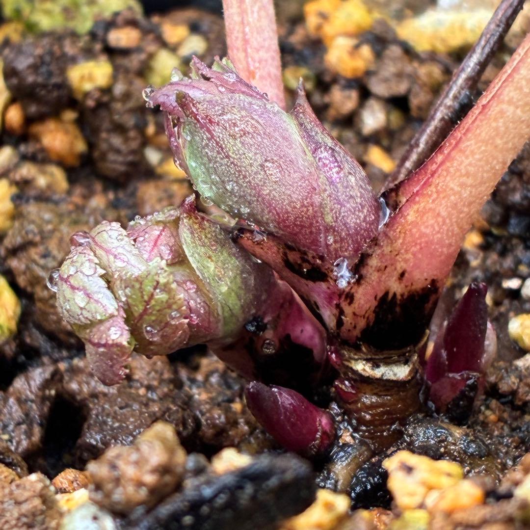 u*0様 ☘️❤️複数❤️蕾付き☘️3376⭐️ぼかし⭐️オーレア⭐️フラッシュ