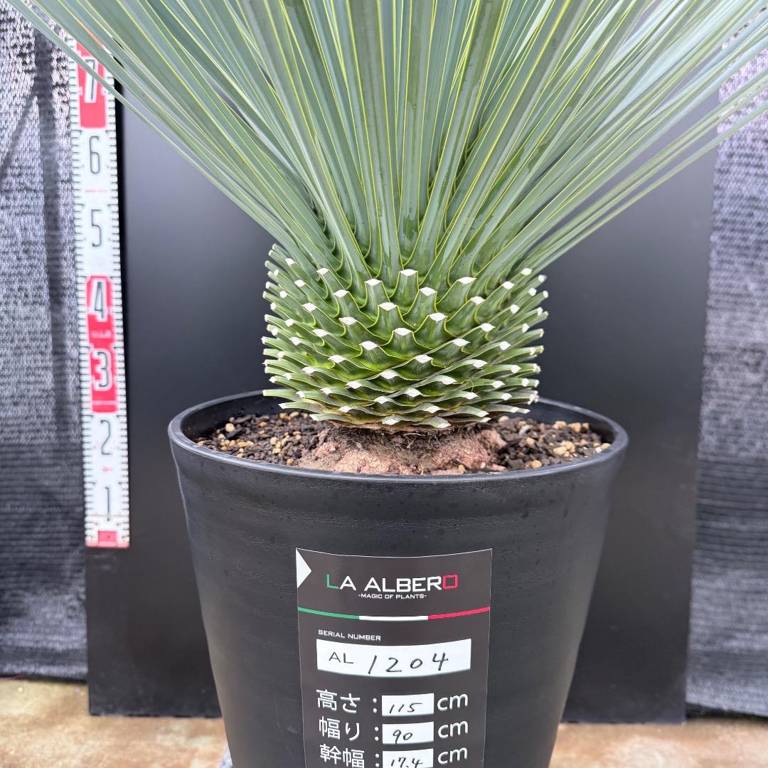 AL1204】ユッカ ロストラータ ランチョブルー（品種名）極太 - メルカリ