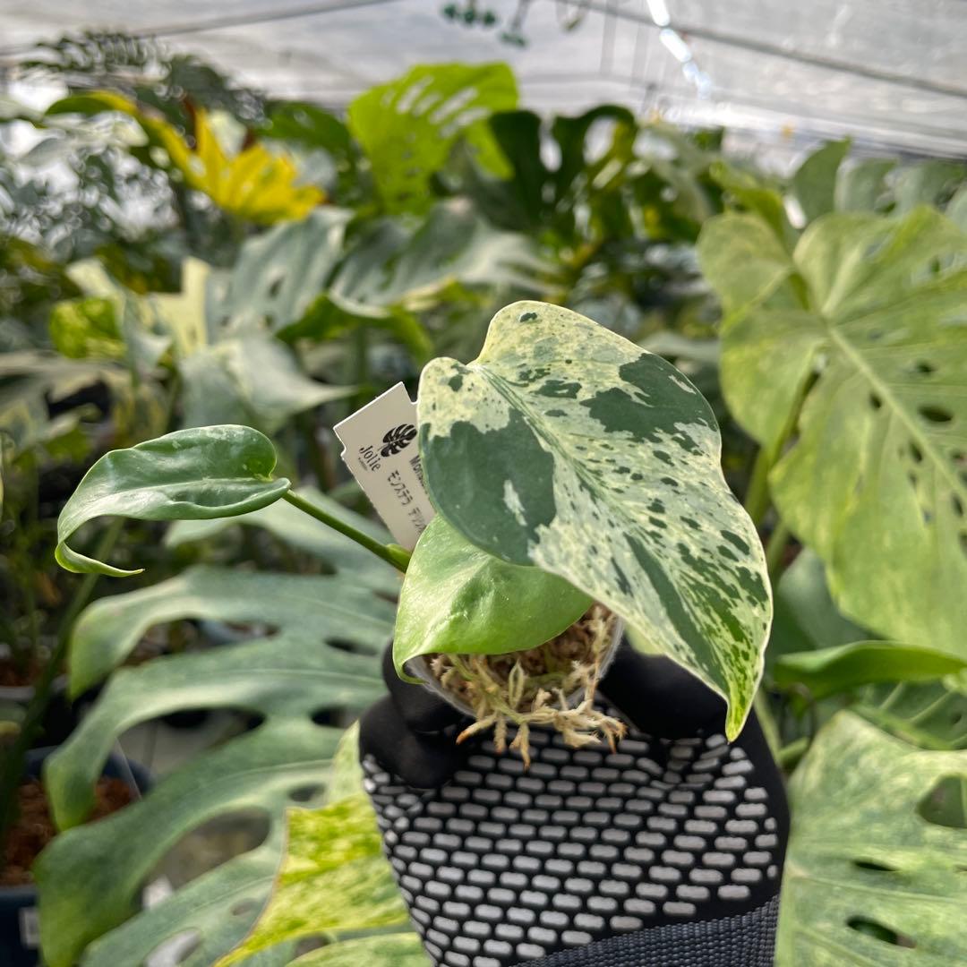 11モンステラ デリシオーサ ベトシオーサ 2寸ポリポット ネコポス発送