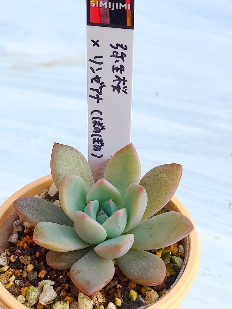 多肉植物 弥生桜✕リンゼアナ（ぼのぼの）simijimiさん苗 抜き苗 札