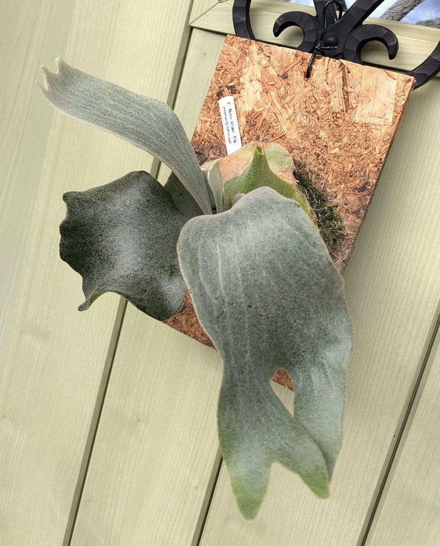 ビカクシダ☆ホワイト ギズモ③☆'White Gizmo' FSQ☆OC☆板付 - メルカリ