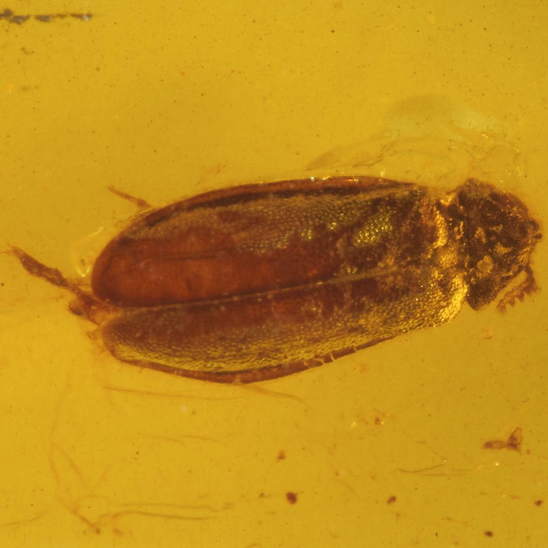 ZB374虫入り琥珀化石 ミャンマー カムティかタナイ産 9900万年前