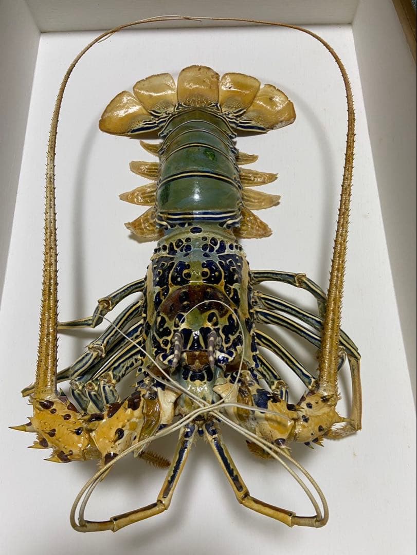 縁起物 伊勢海老 ゴシキエビ ニシキエビ 特大 剥製 標本 - メルカリ