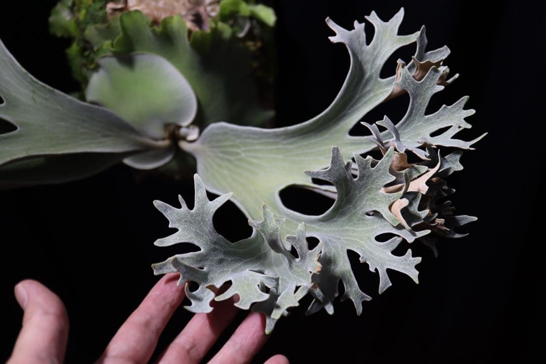 P.Ginka オリジナル株分 子株 OC ビカクシダ ② - メルカリ