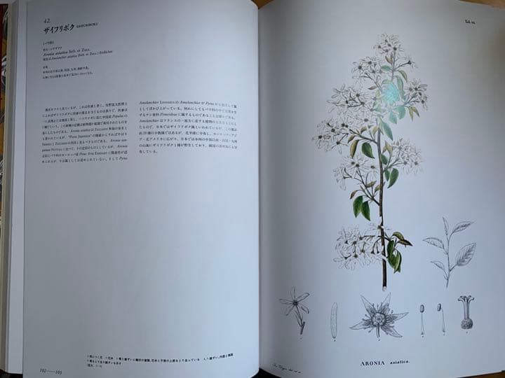 シーボルト「原色精密 日本植物図譜」 - メルカリ