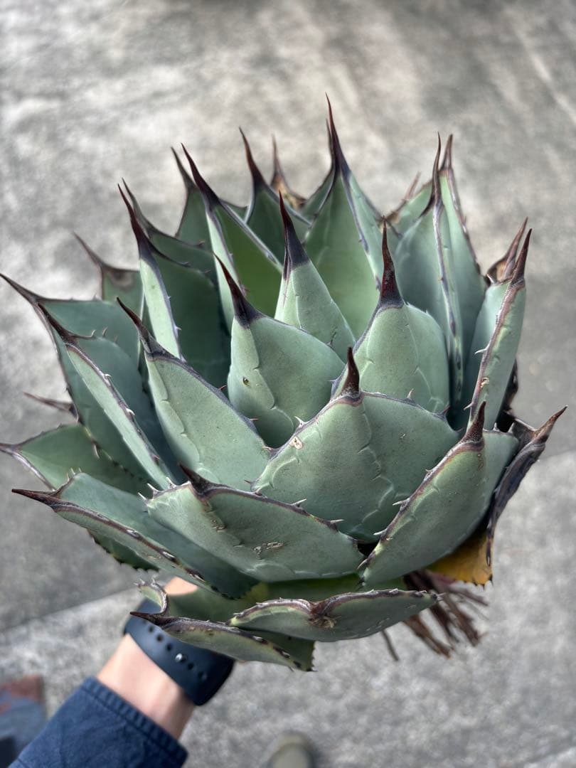 アガベ パリーハイブリッド 検索 吉祥天 リップルエフェクト オリザバ