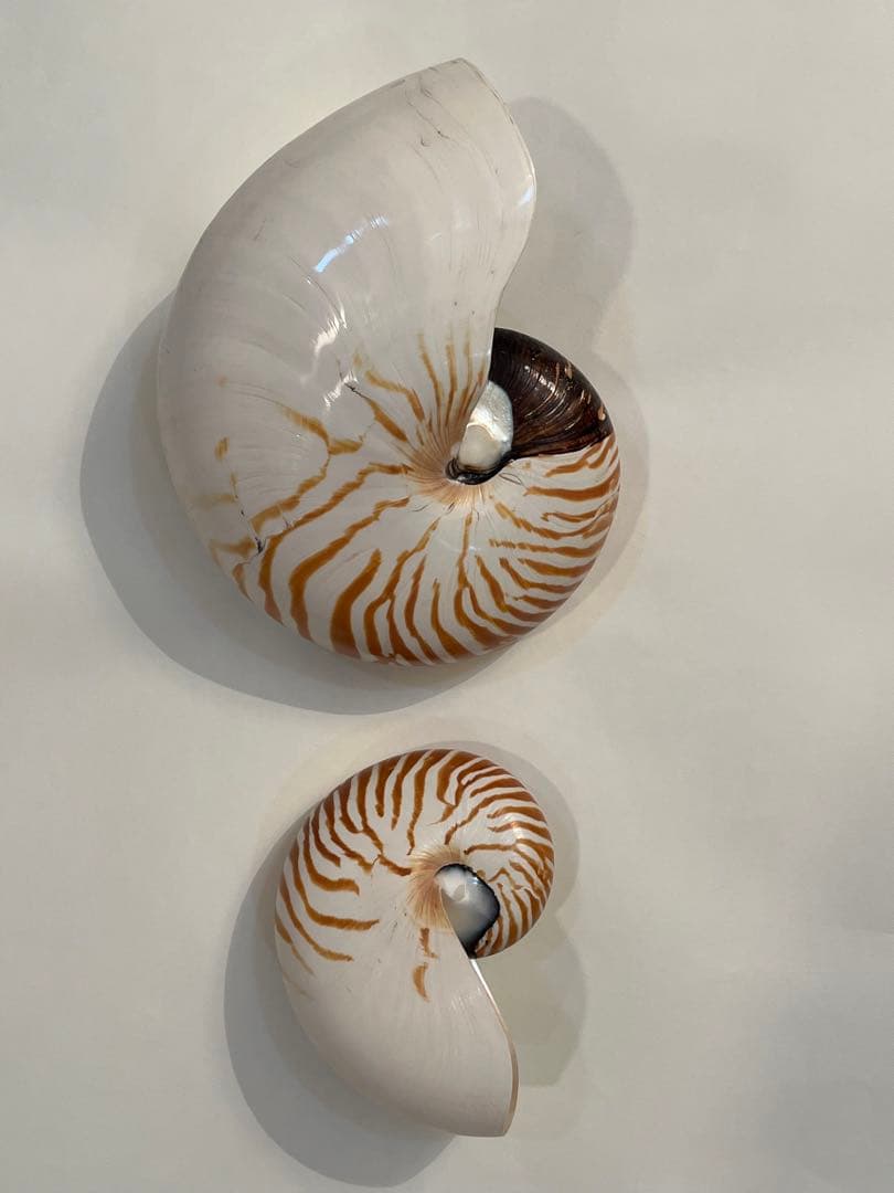 希少サイズ　完品　オウム貝の殻 大小2個セット　フタゴヤシ 希少サイズ 完品 オウム貝の殻 大小2個セット フタゴヤシ 希少サイズ