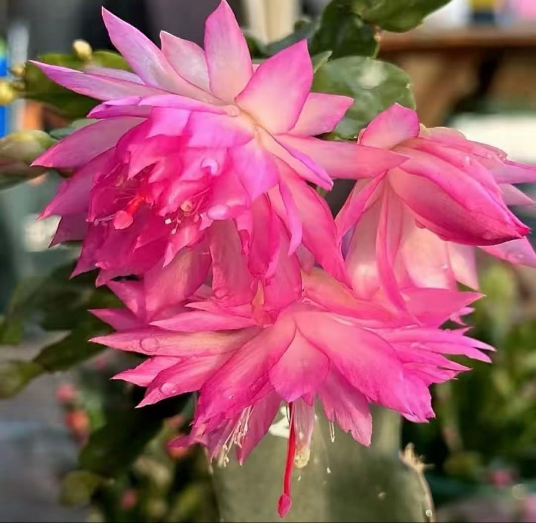 シャコバサボテン 接ぎ木 蕾あり - メルカリ