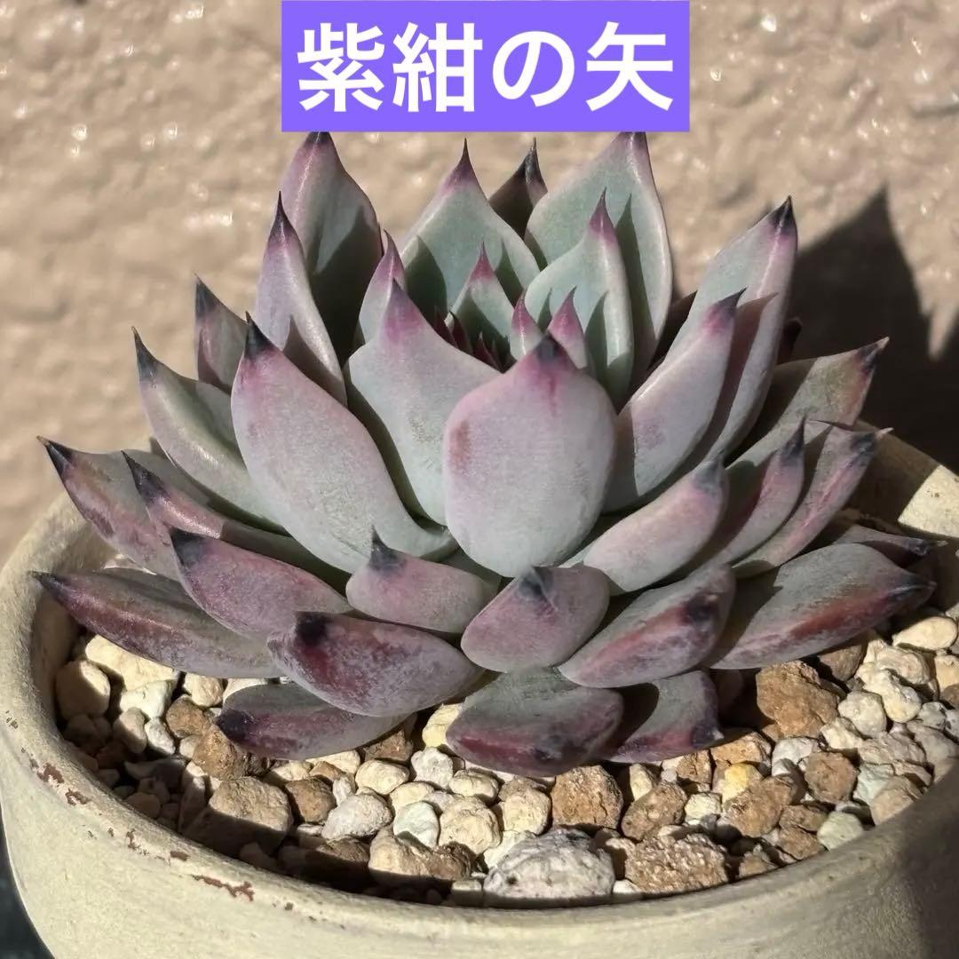 ミックスベリア 紫紺の矢 おらいさん苗 抜き苗 - メルカリ