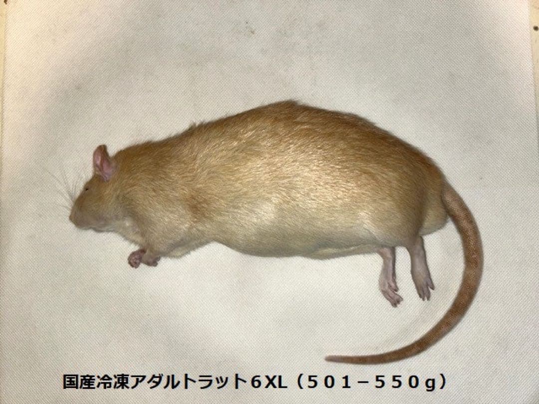 国産冷凍アダルトラット5XL&6XL