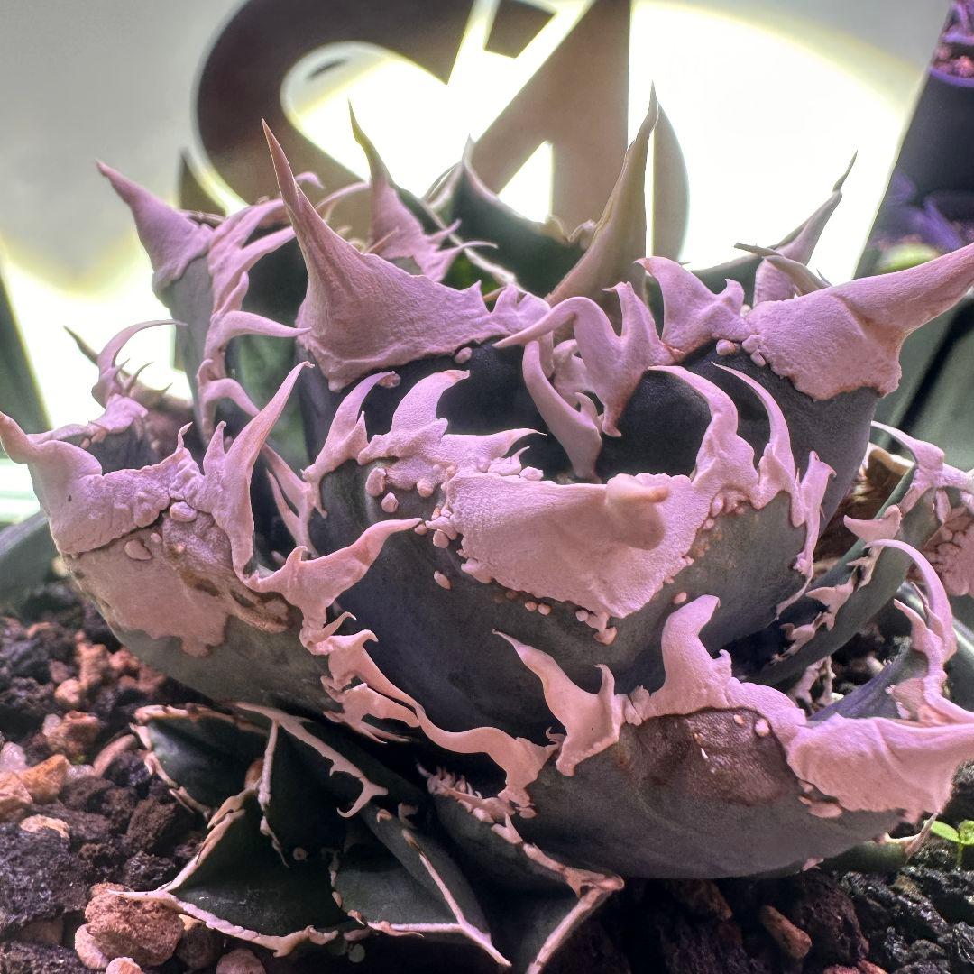 グ*ー様 527【上澳園芸】 アガベ shangao-008 白豪棘 優良血統