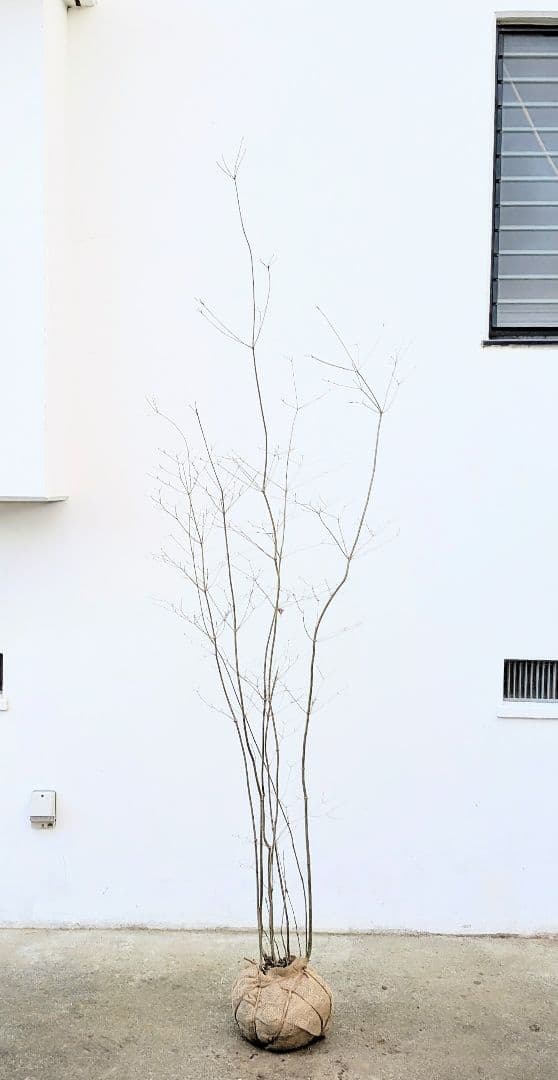 新春特価！山採りドウダンツツジ。の通販はau PAY マーケット - 輸入