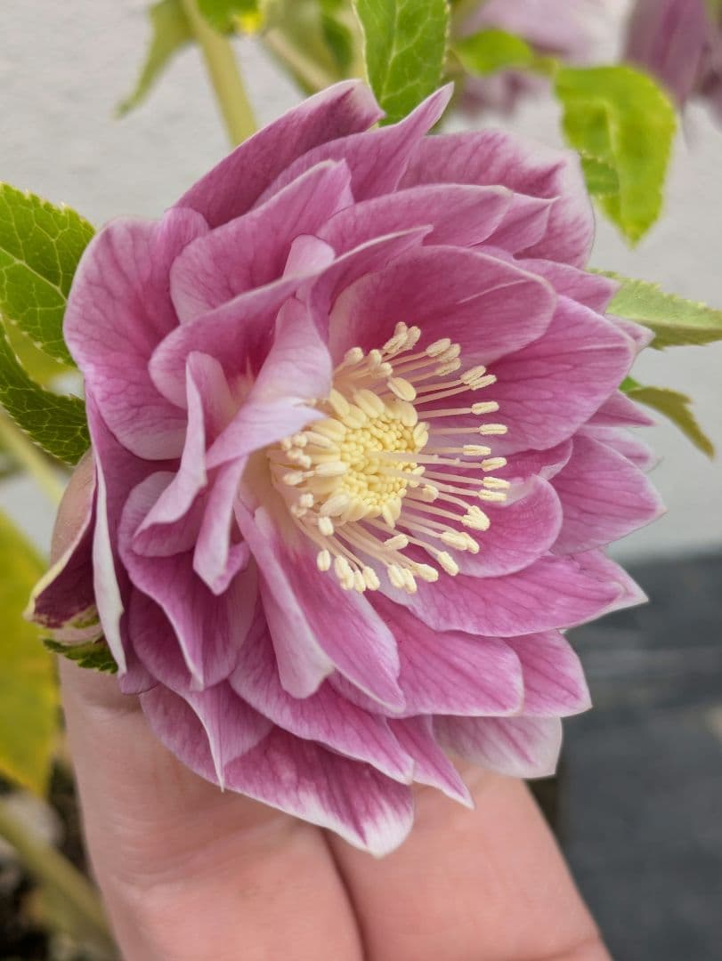 広瀬園芸 クリスマスローズ オーレア系 ピンクグラデーションdd