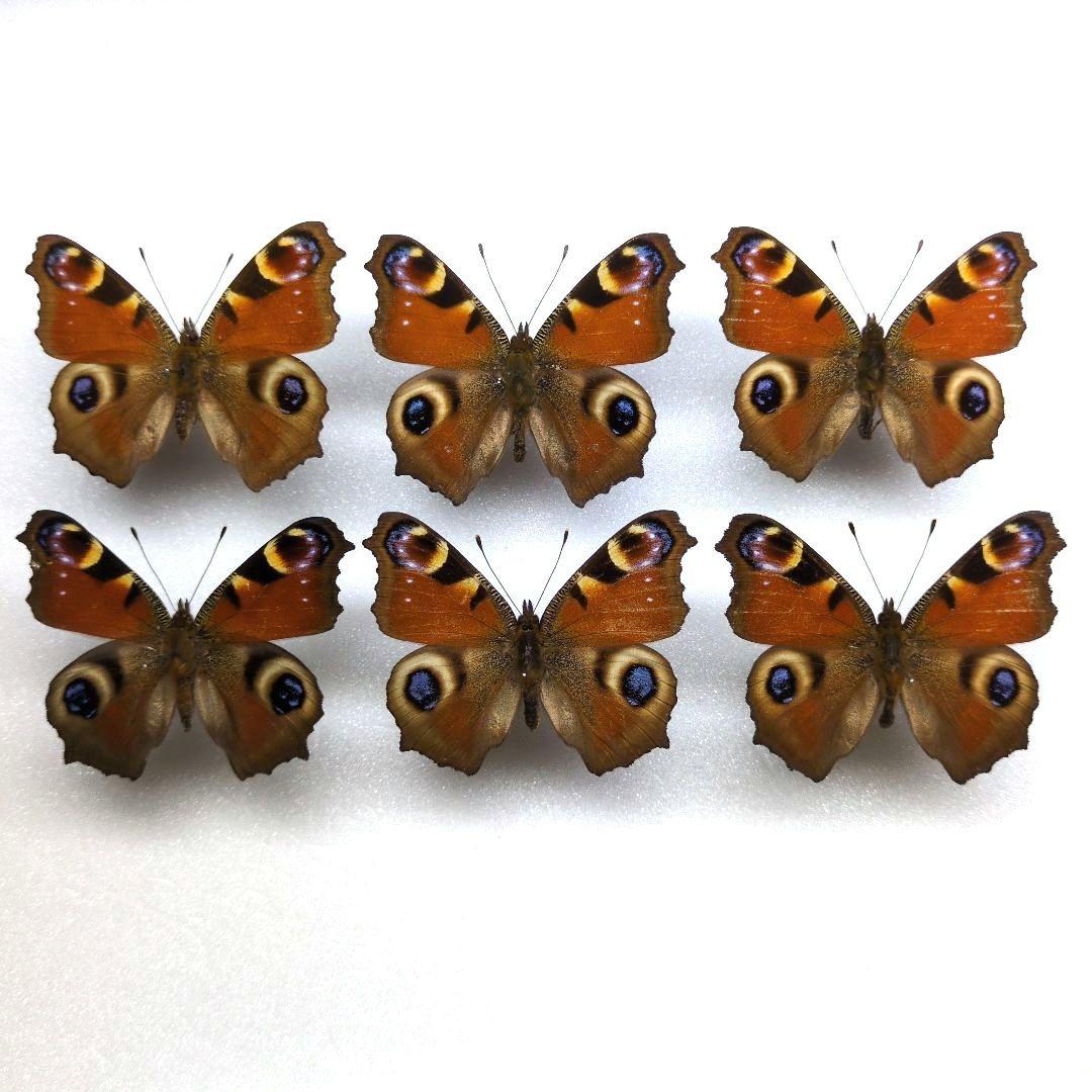 蝶標本　 クジャクチョウ クジャクチョウ(孔雀蝶) , タテハ蝶科標本 , 蝶の標本 販売・通販の