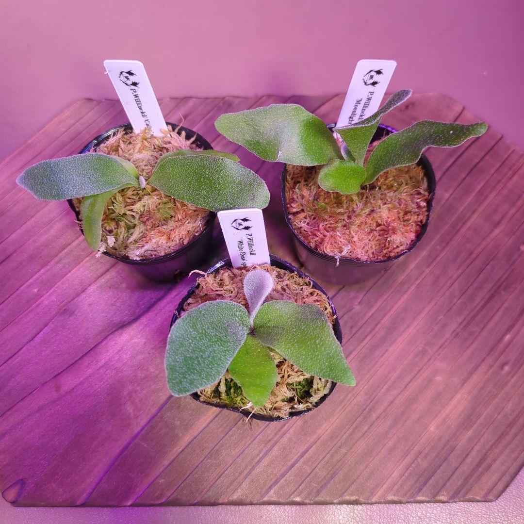 Willinckii】胞子培養3株セット/ビカクシダ - メルカリ