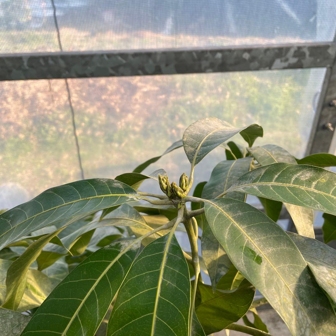 マンゴー苗品種リリー10号 特大