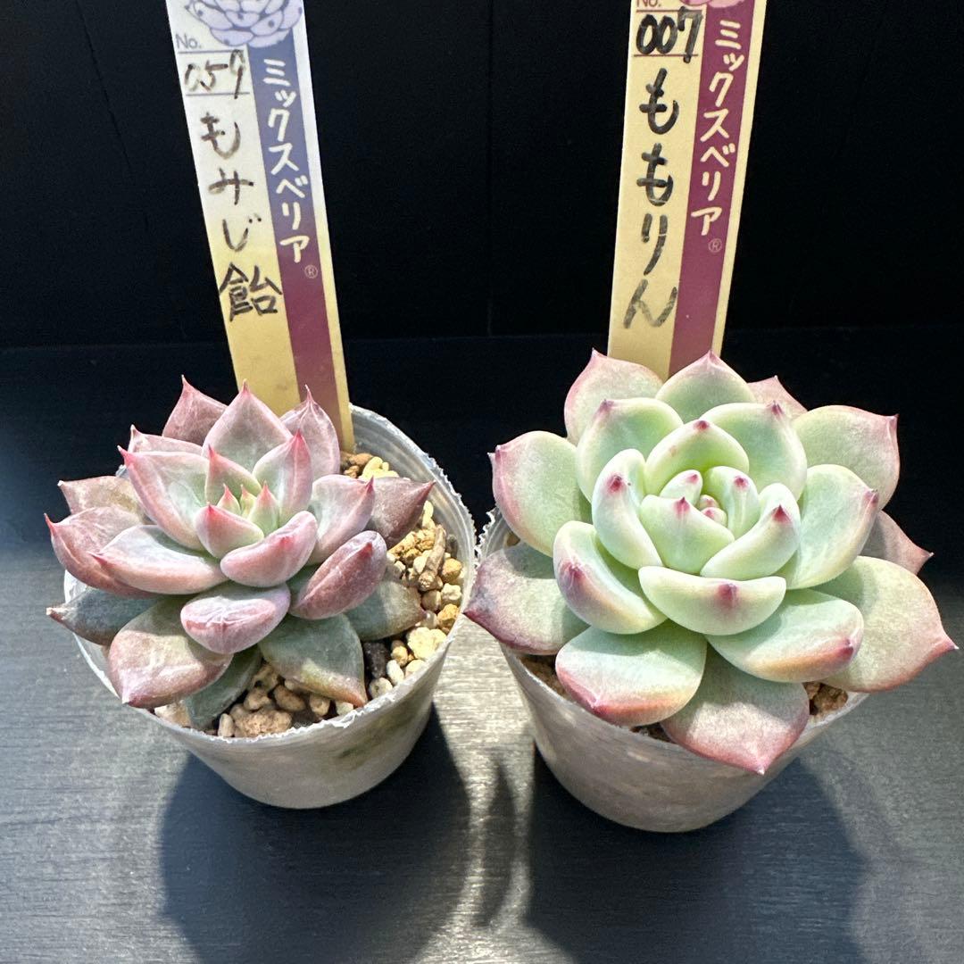 ア*サ様 おらいさん苗10点セット　まだまだ可愛いくなりますのでお楽しみに♡ 札