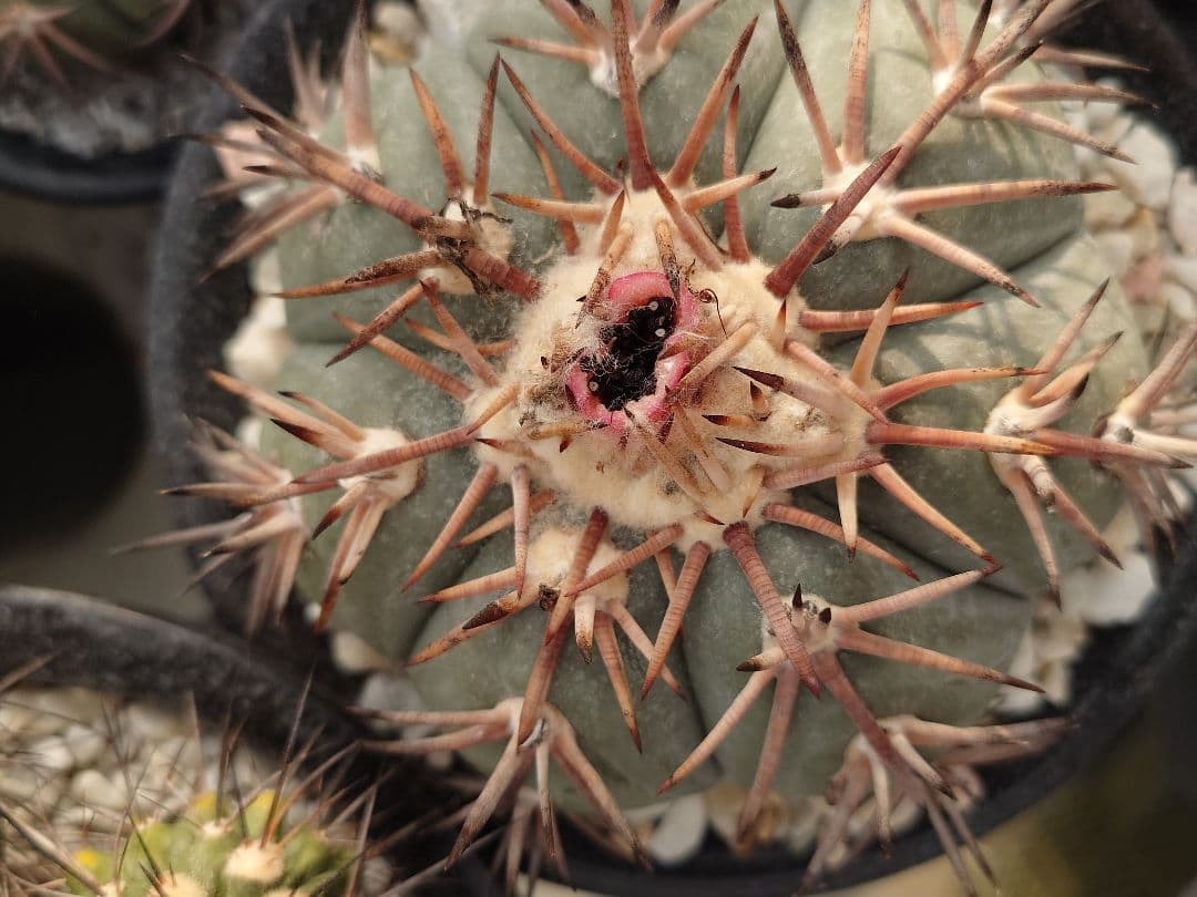 サボテン エキノカクタス 翠平丸 種子 20粒 - メルカリ