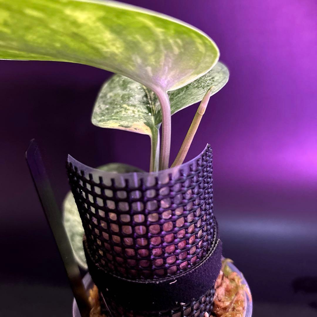 安価フラワー・ガーデニング - スキンダプサス 綺麗な斑入り セット F1