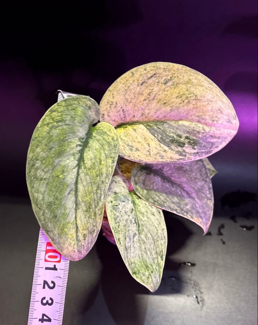 安価フラワー・ガーデニング - スキンダプサス 綺麗な斑入り セット F1