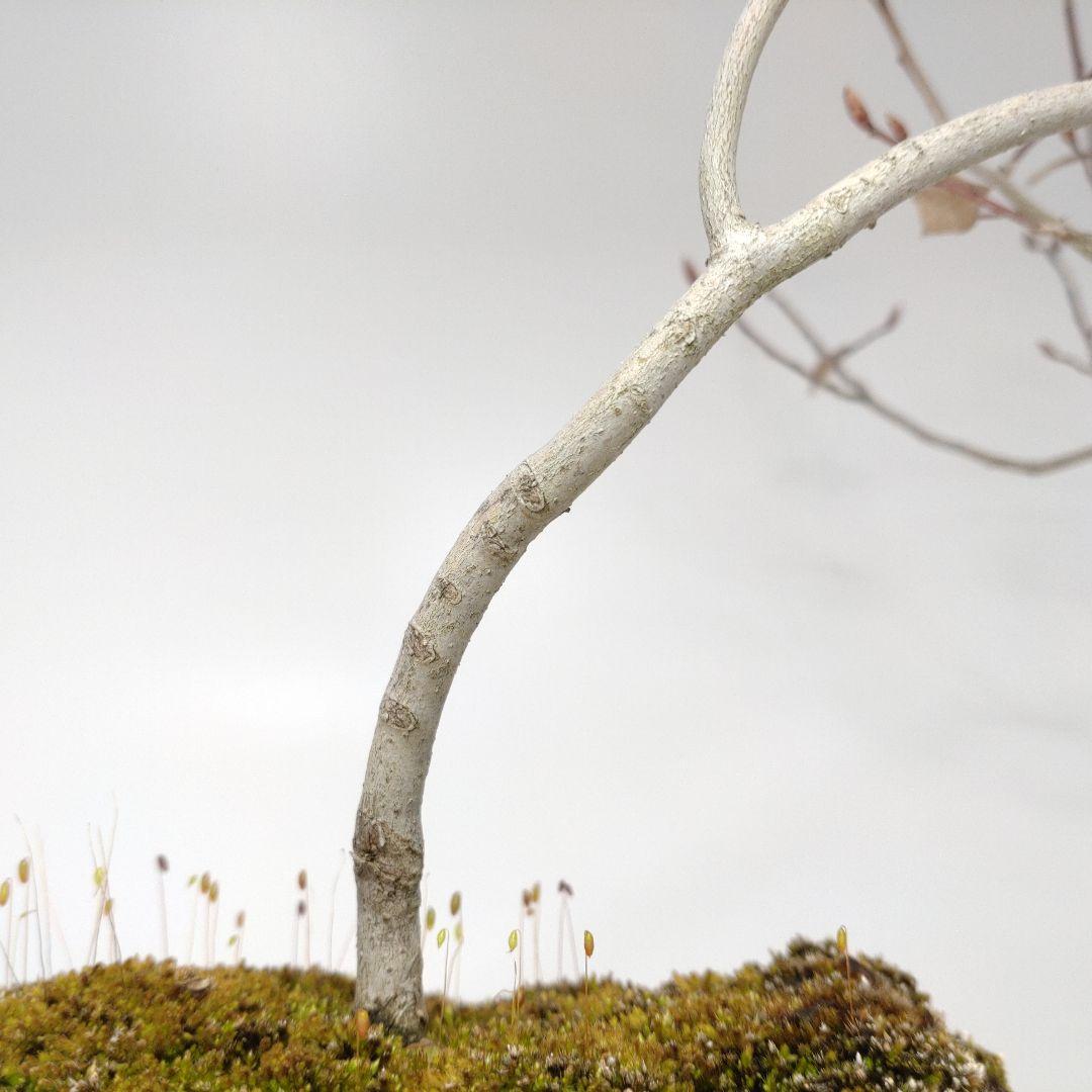 瑞祥か九重松（幹根元直径約15センチ）盆栽持ち込み古い