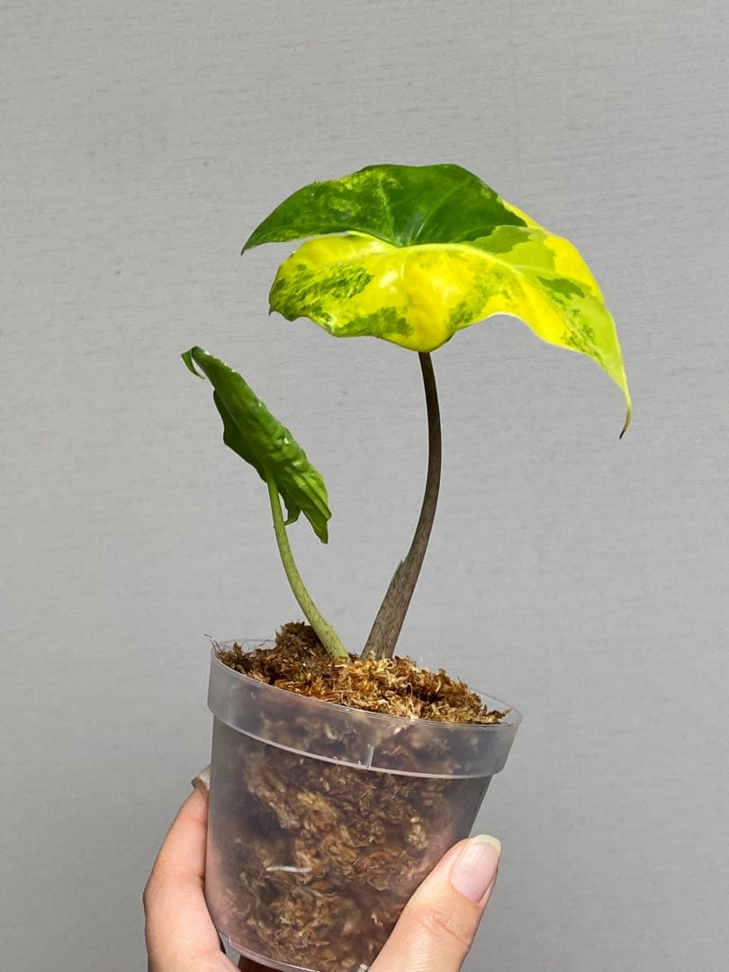 自*間様 【超希少‼️】アロカシア ポルトドラ/ポルトラ 斑入り