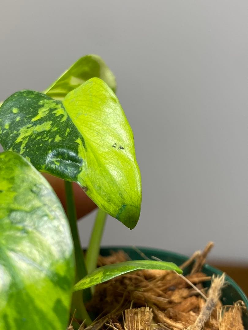 超希少‼️超極斑‼️】モンステラ エレクトロライト 斑入り レア 人気