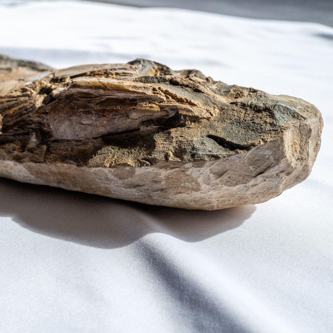 極上 古代魚 パラエロプス 全身 化石 本物 サンタナ層産 67.3cm pe1