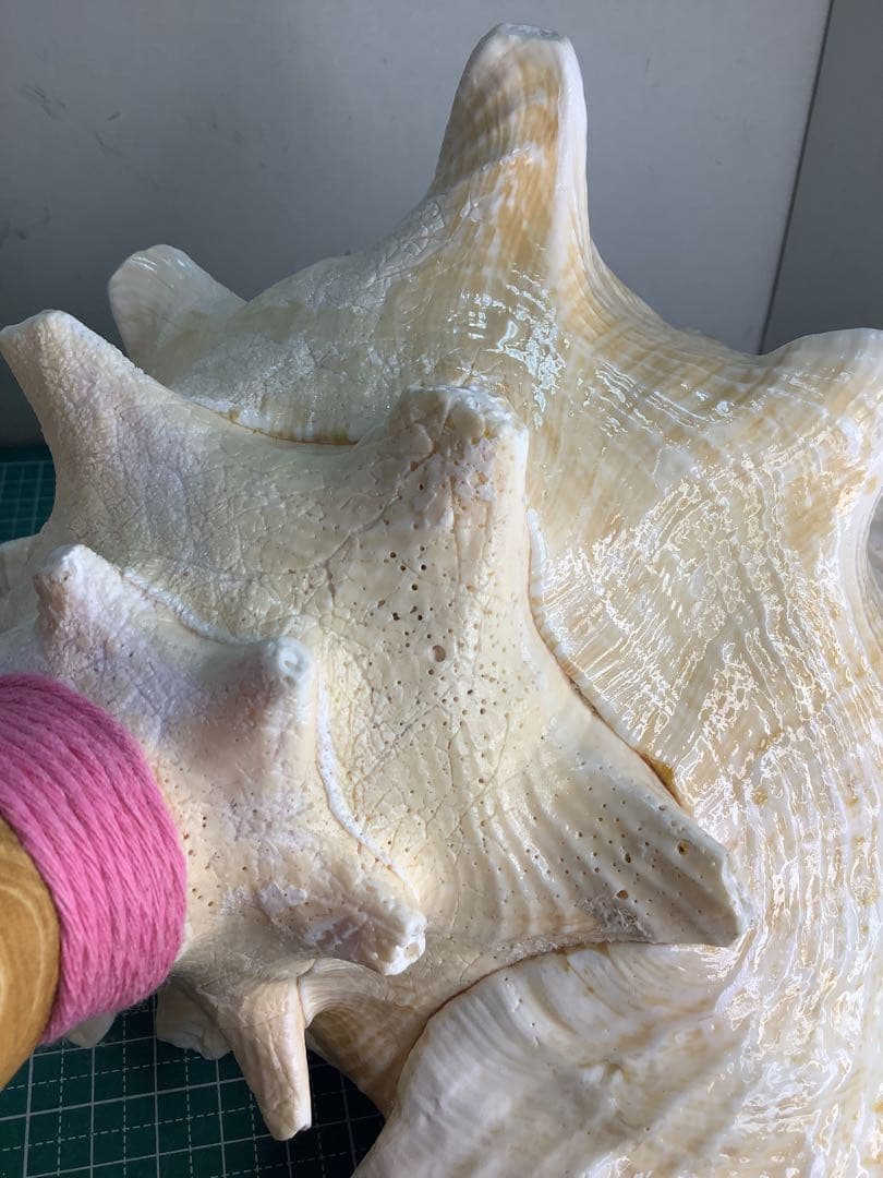 01・ピンクガイ・法螺貝・山伏・修験者・豊臣兄弟・羽黒山・縁起物