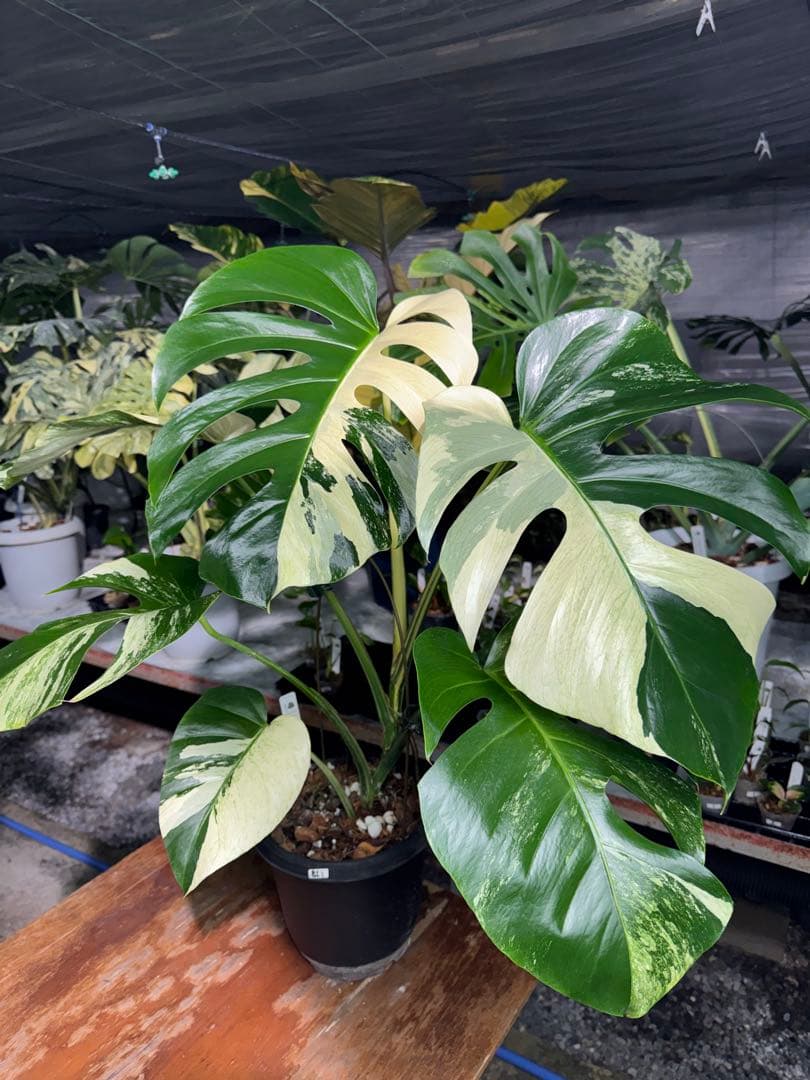 BS1モンステラ　ボルギシアナ　x デリシオーサ　ミント　美株 モンステラデリシオーサ ボルシギアナ ミント( Monstera deliciosa var