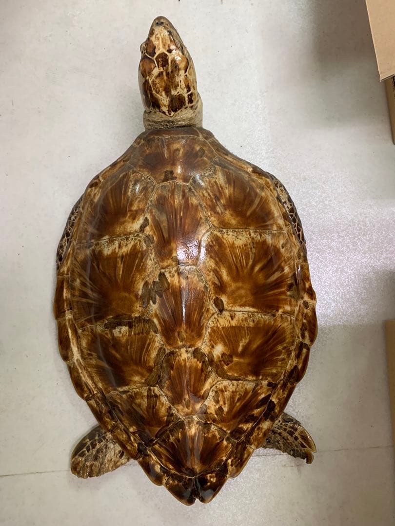 アオウミガメの剥製 壁掛け インテリア 国際希少野生動植物登録票有り