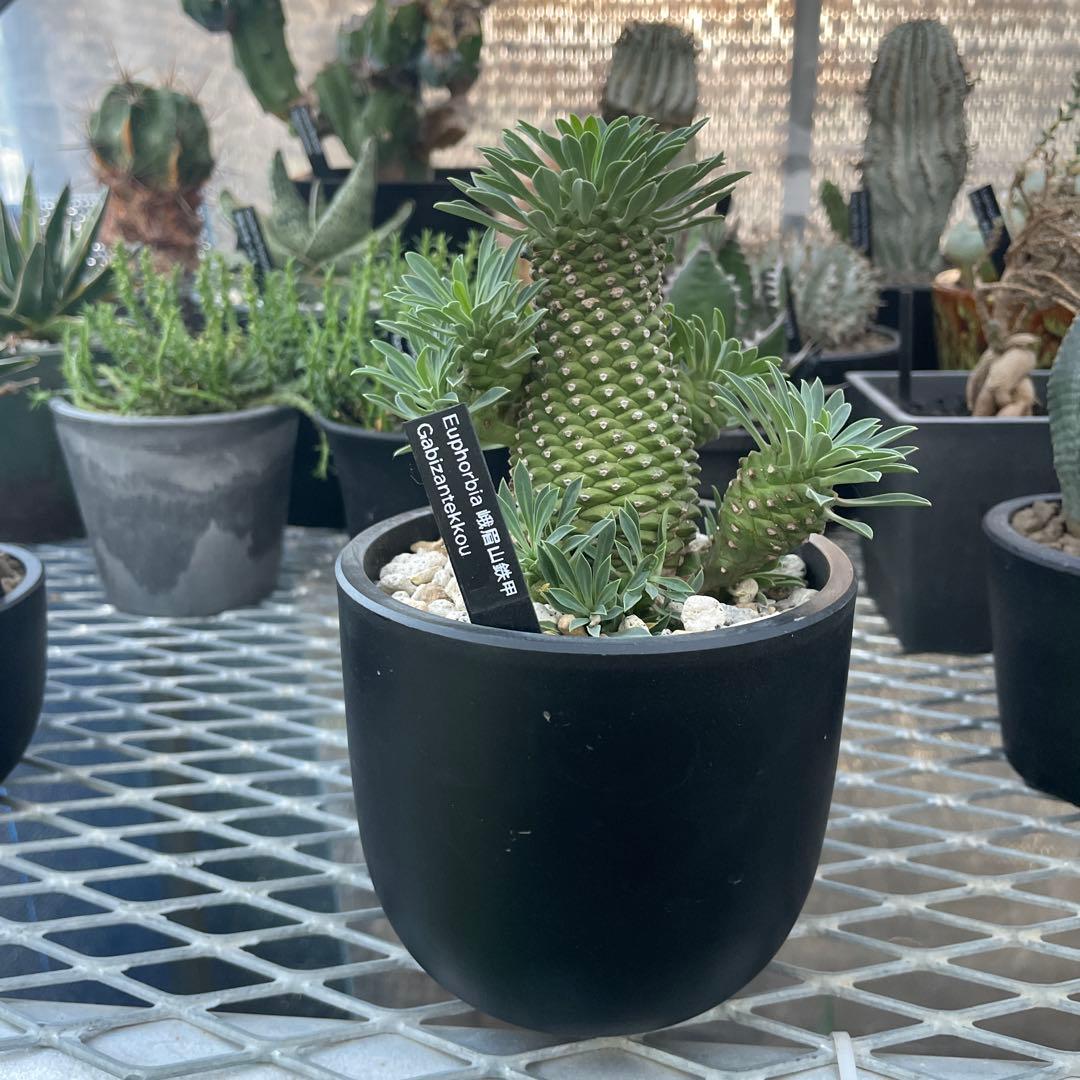 ユーフォルビア 峨眉山鉄甲 仔株12こ付き 4号プラ鉢 - メルカリ