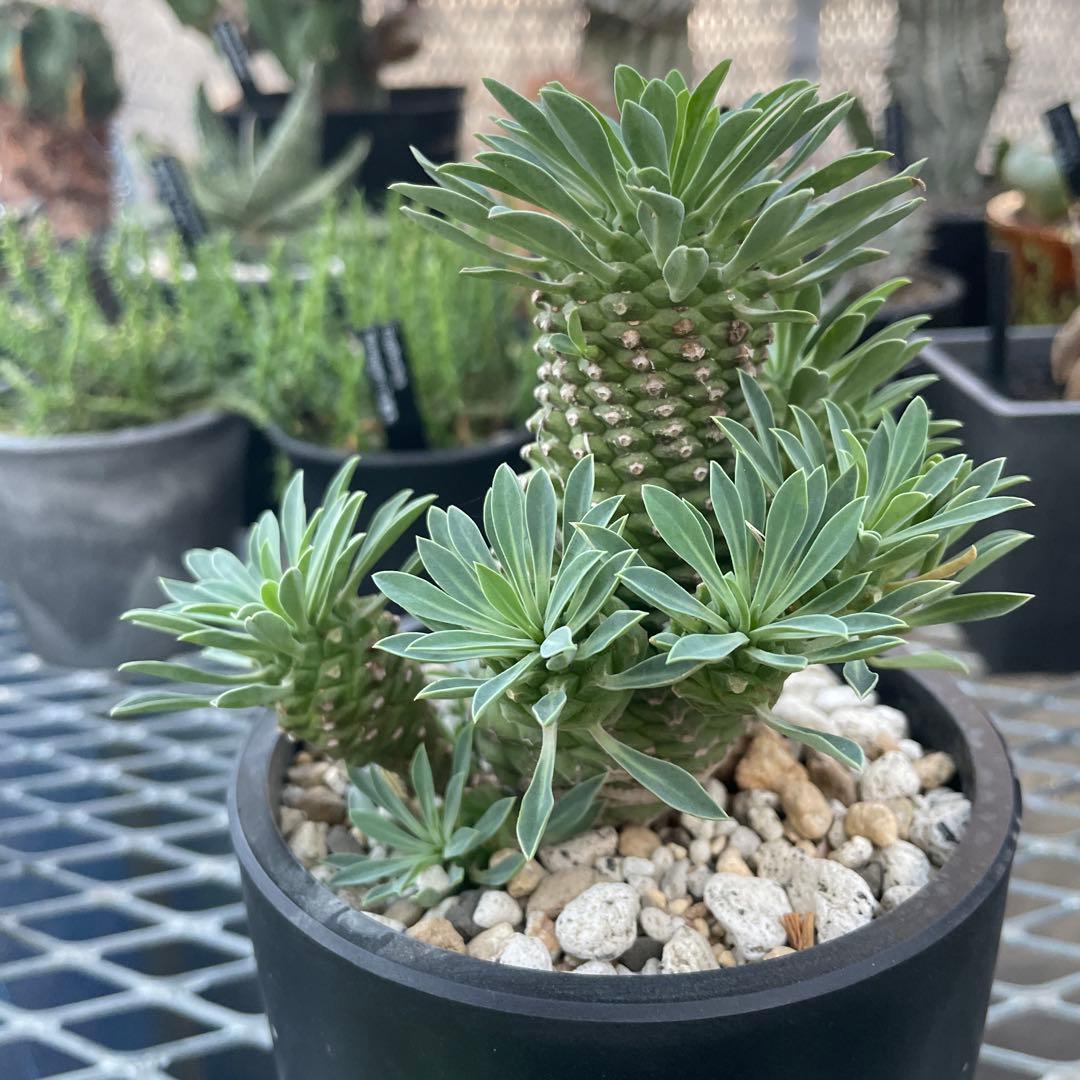 ユーフォルビア 峨眉山鉄甲 仔株12こ付き 4号プラ鉢 - メルカリ