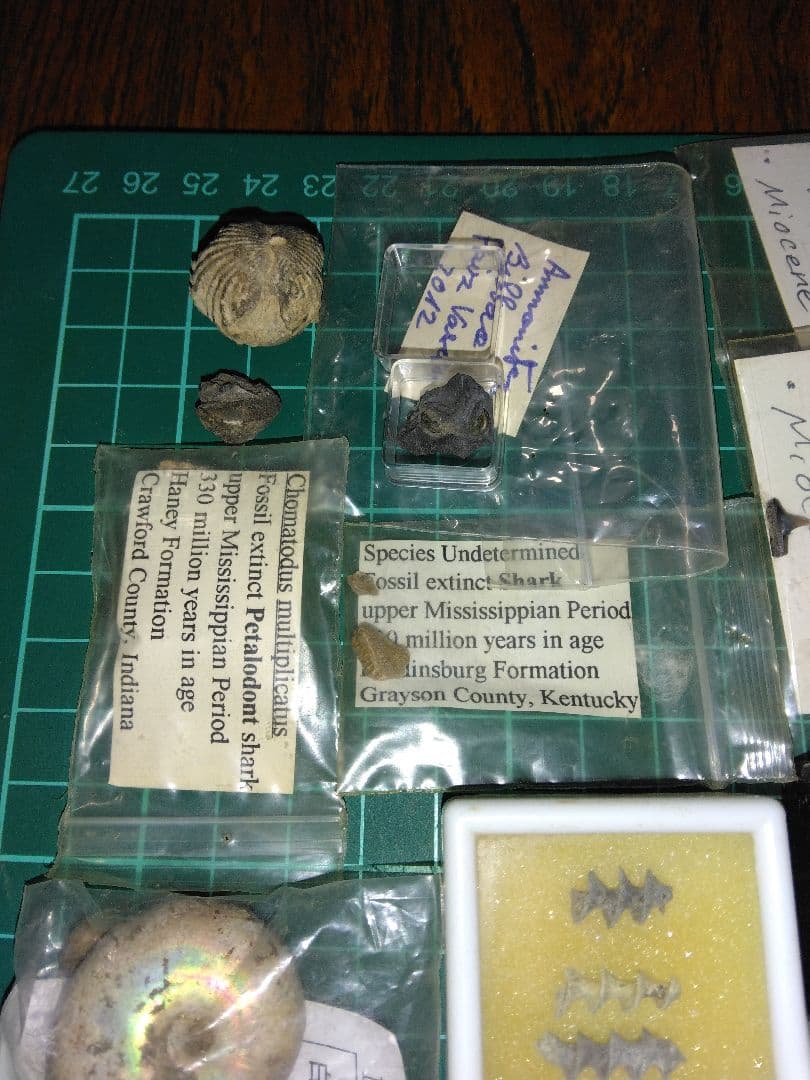 世界の化石 まとめ売り 化石 アンモナイト 巻き貝 ウミユリ サメの歯化石