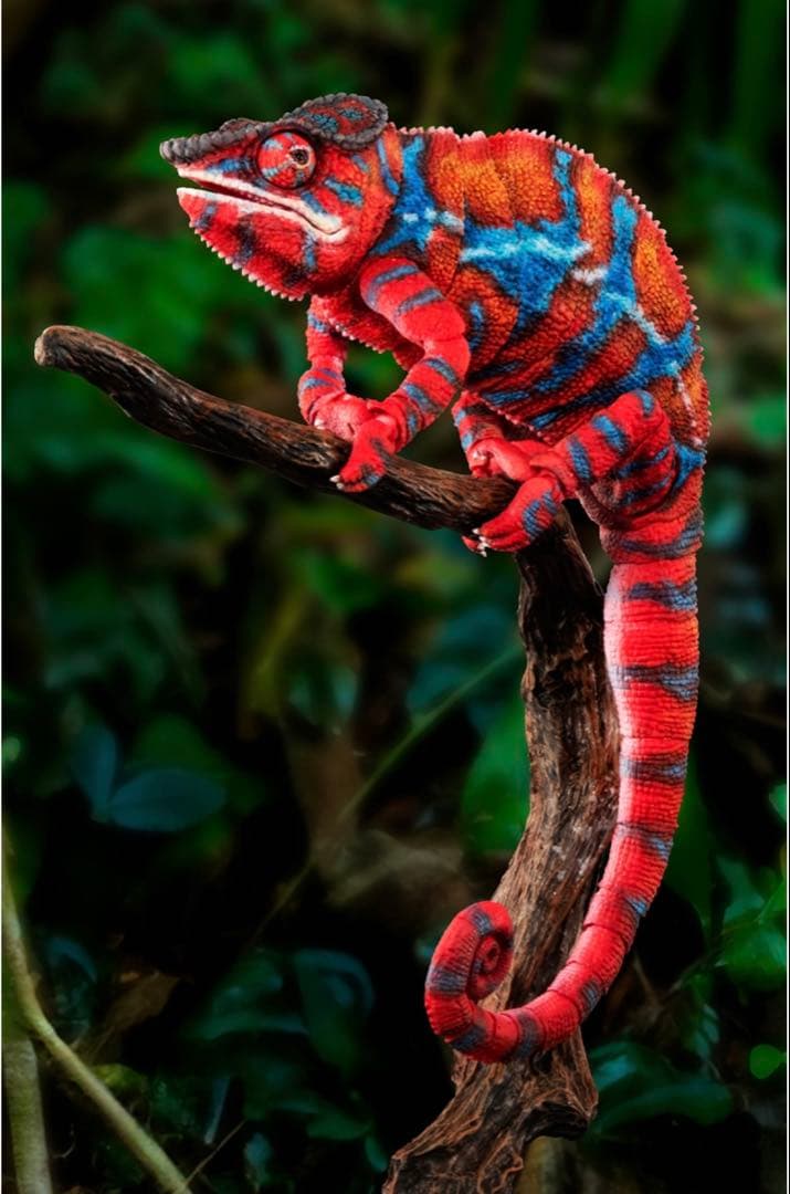 いきもの大図鑑プレミアム パンサーカメレオン（アンビローブ・レッド