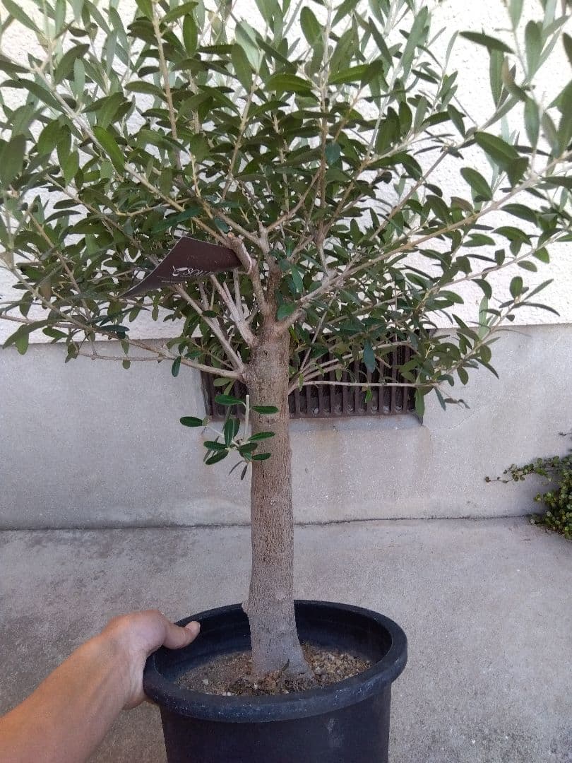 オリーブ 創樹 souju ネバディロブランコ 8号鉢つき 極太❗ あ