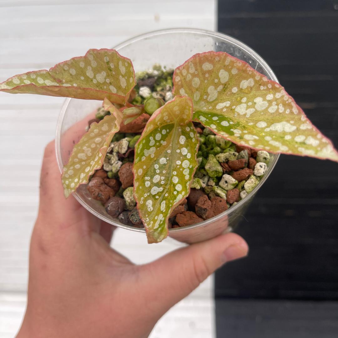 野村勇プロデュース Kimimomawa 24ml 香水